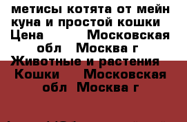 метисы котята от мейн-куна и простой кошки › Цена ­ 500 - Московская обл., Москва г. Животные и растения » Кошки   . Московская обл.,Москва г.